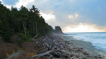 Logs in the Sea Shore